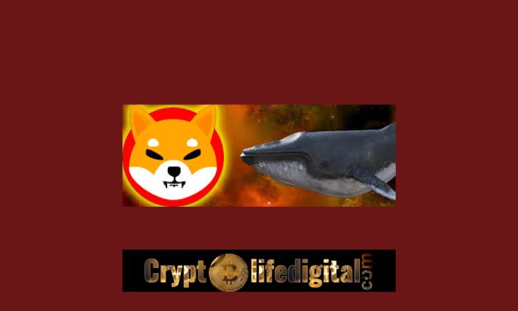 https://backup.cryptolifedigital.com/wp-content/uploads/2022/10/New-Whale-Purchases-A-Whopping-3.369T-SHIB.jpg