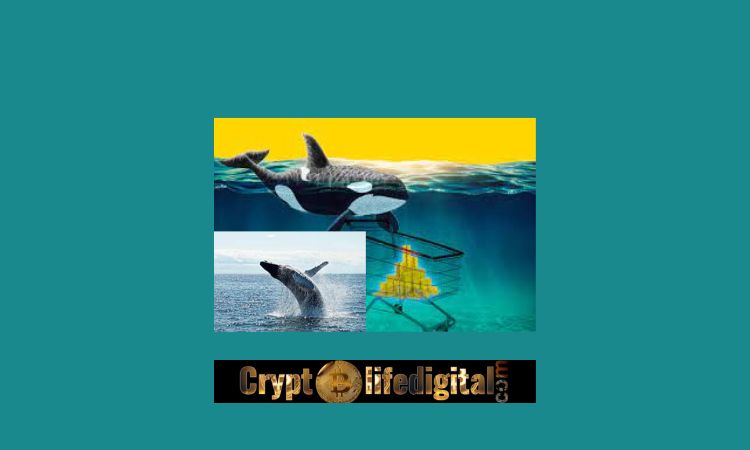 https://backup.cryptolifedigital.com/wp-content/uploads/2022/10/Ripple-Whales-Move-A-massive-340.8-Million-XRP-Although-Its-Price-Still-Experiences-Struggle.jpg