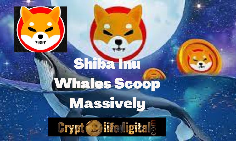 https://backup.cryptolifedigital.com/wp-content/uploads/2022/10/Shiba-Inu-Whales-Scoop-Massively-1.jpg