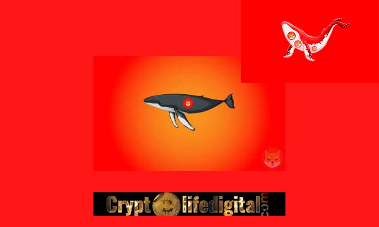 https://backup.cryptolifedigital.com/wp-content/uploads/2022/10/Top-ETH-Whale-Purchases-A-Whopping-165.86B-SHIB-In-A-Single-Transaction-As-SHIB-Price-Spikes-Over-13-In-Past-24-Hours.jpg