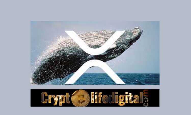 https://backup.cryptolifedigital.com/wp-content/uploads/2022/11/Ripple-Whale-Moves-A-Total-Of-528-Million-Binance-Initiates-The-Biggest-Part-Of-Transaction.jpg