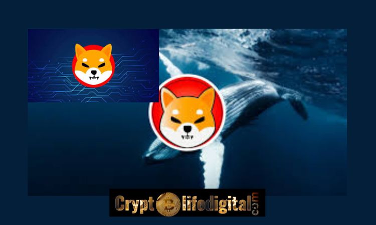 https://backup.cryptolifedigital.com/wp-content/uploads/2022/11/Two-Whales-Acquire-A-whopping-Over-1.72T-Worth-15.60-Million-Following-The-World-Economic-Invitation-SHIB-Price-Spikes.jpg