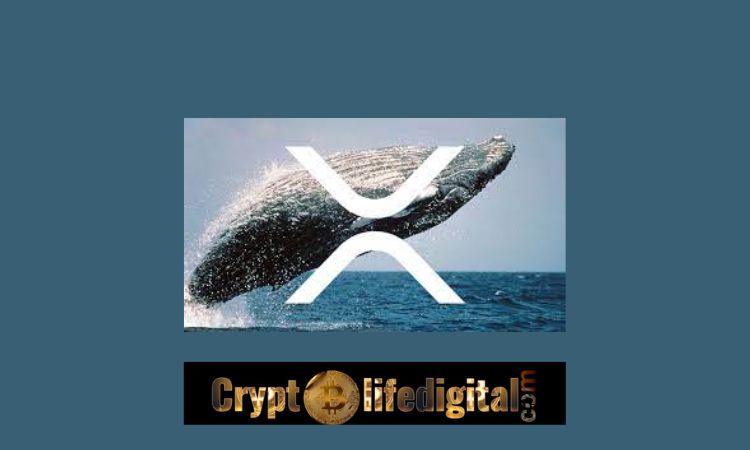 https://backup.cryptolifedigital.com/wp-content/uploads/2022/11/Unknown-Whales-Move-A-Whopping-492.94-million-XRP-In-The-Past-24-Hours.jpg