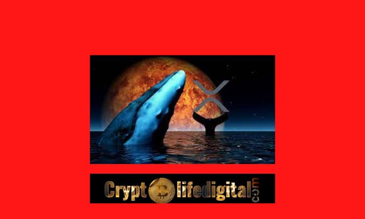 https://backup.cryptolifedigital.com/wp-content/uploads/2022/11/Whales-Move-A-Whopping-Over-259-Million-XRP-It-Spikes-10-In-The-Past-24-Hours..jpg