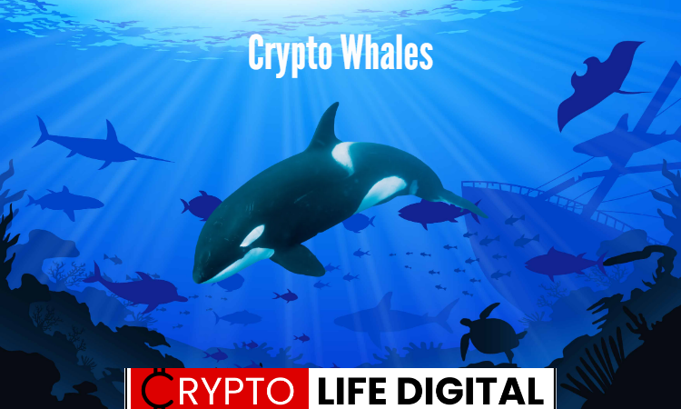https://backup.cryptolifedigital.com/wp-content/uploads/2023/06/Crypto-Whales.png