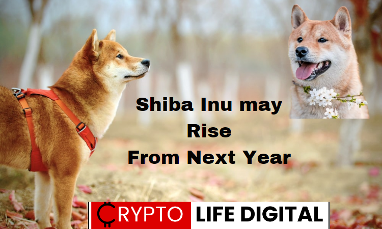https://backup.cryptolifedigital.com/wp-content/uploads/2023/06/Shiba-Inu-may-Rise-From-Next-Year.png