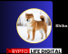 Shiba Inu Coin (SHIB) Experiences Bullish Run, Future Looks Bright Shiba Inu Coin (SHIB) Experiences Bullish Run, Future Looks Bright